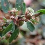 Euphorbia maculata habit picture by Yoan MARTIN (cc-by-sa)