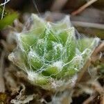 Sempervivum arachnoideum fruit picture by Yoan MARTIN (cc-by-sa)