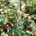 Sideritis romana habit picture by Isabelle Saffrey (cc-by-sa)