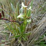 Halenia major habit picture by Fabien Anthelme (cc-by-sa)