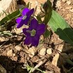 Legousia speculum-veneris habit picture by Patrice Bracquart (cc-by-sa)