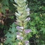 Acanthus mollis flower picture by Patrick MENUGE (cc-by-sa)