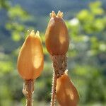 Silene ciliata fruit picture by Llandrich anna (cc-by-sa)