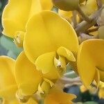 Sophora tomentosa flower picture by pedrogc -- (cc-by-sa)