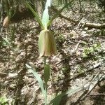 Fritillaria pontica flower picture by Kaloyan Koko (cc-by-sa)