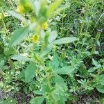 Trifolium campestre leaf picture by Lenka Skarkova (cc-by-sa)