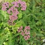 Achillea distans flower picture by chan Psqr (cc-by-sa)