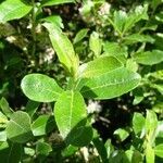 Salix laggeri leaf picture by Alain Bigou (cc-by-sa)