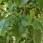 Pyrus calleryana leaf picture by Wyatt Shell (cc-by-sa)