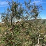 Genista florida habit picture by Collados Ana (cc-by-sa)