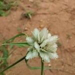 Cyperus niveus fruit picture by Alexander Alexander (cc-by-sa)