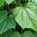 Clerodendrum paniculatum leaf picture by Henry Tu (cc-by-sa)