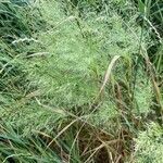 Trisetum flavescens habit picture by Gilles Istin (cc-by-sa)