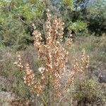 Rumex intermedius fruit picture by clocher ilona (cc-by-sa)