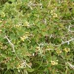 Berberis aetnensis habit picture by Émile Maurice (cc-by-sa)