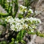 Acantholippia seriphioides flower picture by Trap Hers (cc-by-sa)