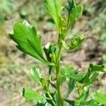 Baccharis tridentata leaf picture by Trap Hers (cc-by-sa)