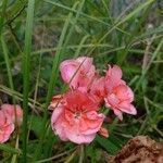 Pelargonium zonale (l.) l'hér. flower picture by García Calero Cristina (cc-by-sa)