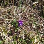 Pulmonaria angustifolia habit picture by Jean-Francois Julien (cc-by-sa)