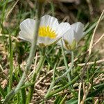 Ranunculus pyrenaeus habit picture by Fabien Anthelme (cc-by-sa)