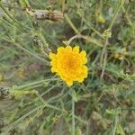 Launaea fragilis flower picture by Pegenaute i Ferri Isidre (cc-by-sa)