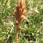 Orobanche caryophyllacea flower picture by Halbe Marianne (cc-by-sa)