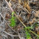 Galium arenarium habit picture by Pierre LEON (cc-by-sa)