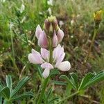 Lupinus albus flower picture by Carlos Junior (cc-by-sa)