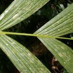 Pholidostachys pulchra leaf picture by Nelson Zamora Villalobos (cc-by-nc)