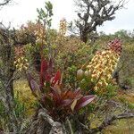 Epidendrum cylindraceum habit picture by Fabien Anthelme (cc-by-sa)