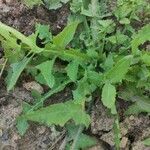 Sonchus oleraceus leaf picture by Yuste Antonio (cc-by-sa)