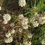 Lobularia maritima flower picture by Mireia Calvet (cc-by-sa)