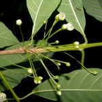 Pouteria filiformis fruit picture by Nelson Zamora Villalobos (cc-by-nc)