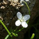 Moehringia muscosa flower picture by margarida vila (cc-by-sa)