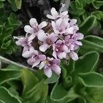 Valeriana supina flower picture by Silvio Scandolara (cc-by-sa)