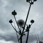 Sonchus oleraceus fruit picture by job job (cc-by-sa)