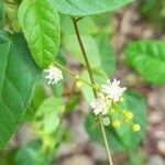 Croton humilis flower picture by Trap Hers (cc-by-sa)