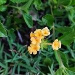 Lantana horrida flower picture by Joao Krahe (cc-by-sa)