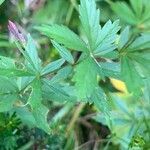 Potentilla erecta leaf picture by Stefan Holtz (cc-by-sa)