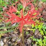 Lycoris radiata (l'hér.) flower picture by Sandy Sandmeyer (cc-by-sa)