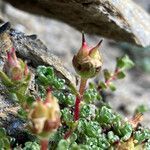 Saxifraga oppositifolia fruit picture by Fabien Anthelme (cc-by-sa)