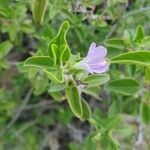 Barleria volkensii flower picture by susan brown (cc-by-sa)