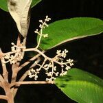 Miconia argentea leaf picture by Nelson Zamora Villalobos (cc-by-nc)