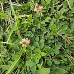 Indigofera spicata habit picture by Chris Griggs (cc-by-sa)