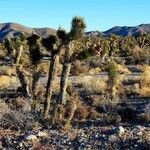 Yucca brevifolia leaf picture by Pennella Pascal (cc-by-sa)