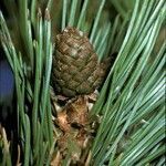 Pinus flexilis fruit picture by Daniel Barthelemy (cc-by-nc)