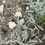 Achillea nana habit picture by Pierre BOUTHORS (cc-by-sa)