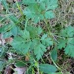 Physospermum cornubiense leaf picture by Burgospain (cc-by-sa)