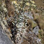 Senecio tergolanatus habit picture by Fabien Anthelme (cc-by-sa)