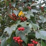 Crataegus phaenopyrum fruit picture by Greg D (cc-by-sa)